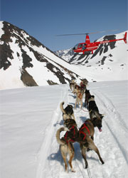 60A 555 Dog sledding, Punchbowl Glacier, Alaska. © ADAMS / HANSEN PHOTOGRAPHY