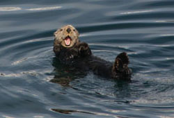 60A 451 Sea otter, Kenai Fiords National Park, Alaska. © ADAMS / HANSEN PHOTOGRAPHY