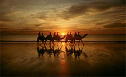 38-13-E     Camels on the beach, Broome.   &copy; ADAMS / HANSEN STOCK PHOTOS