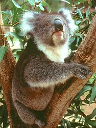 40-1-Q    Koala.   &copy; ADAMS / HANSEN STOCK PHOTOS