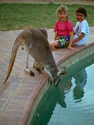 Poolside kangaroo.  &copy; ADAMS / HANSEN STOCK PHOTOS