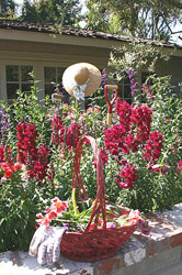 Img 2665 Summer garden, La Jolla, California.   &copy; ADAMS / HANSEN STOCK PHOTOS