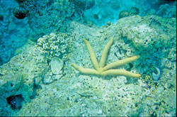 Underwater in the Maldives. © ADAMS / HANSEN STOCK PHOTOS