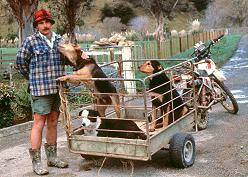 Farmer with sheep dogs, New Zealand. &copy; ADAMS / HANSEN STOCK PHOTOS
