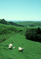 Sheep in lush paddock, New Zealand.  &copy; ADAMS / HANSEN STOCK PHOTOS