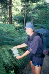 Hiking guide with silver (ponga) fern.  &copy; ADAMS / HANSEN STOCK PHOTOS