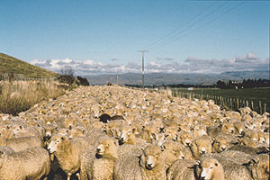 13-19-Q Rush hour in New Zealand. © ADAMS / HANSEN STOCK PHOTOS