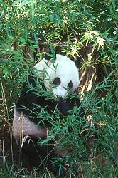 Panda, San Diego Zoo.  &copy; ADAMS / HANSEN STOCK PHOTOS