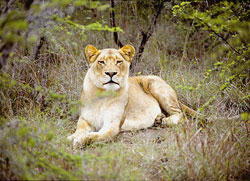 27-D Lioness, Phinda Private Game Reserve, Kwa Zula Natal, South Africa. © ADAMS / HANSEN STOCK PHOTOS
