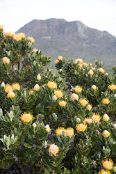 8967 Proteas at Table Mountain National Park near Cape Town. © ADAMS / HANSEN STOCK PHOTOS