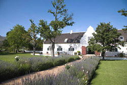 8995 Traditional Cape Dutch architecture at Steenberg Hotel, Constantia Valley. © ADAMS / HANSEN STOCK PHOTOS