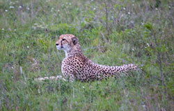 Africa826. The cheetah’s characteristic tear marks reduce glare from the sun. © ADAMS / HANSEN STOCK PHOTOS