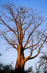 44B-12-G    Baobab Tree, Lower Zambezi National Park.  &copy; ADAMS / HANSEN STOCK PHOTOS