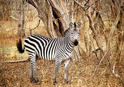 44B-18-E   Pregnant zebra, South Luangwa National Park, Zambia.  &copy; ADAMS / HANSEN STOCK PHOTOS