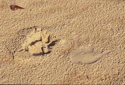 AF_08-10   Human hand print and lion's paw print in the sandy bottom of a dry stream bed.  &copy; ADAMS / HANSEN STOCK PHOTOS