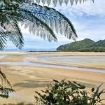9-27-I--NZ-tree-fern-lowtide-beach-Abel-Tasman-NP-NZ-(2)
