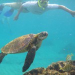 snorkelling