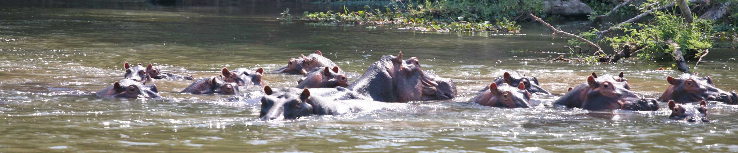 Hippos congregating in river